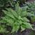 Polytichum setiferum