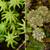 Marchantia polymorpha gametophytes (female on left and male on r