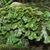 Marchantia polymorpha form