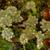Marchantia polymorpha: male gametophytes with antheridiophores