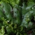 Form (East Avenue, Rochester, NY)-Mid Summer