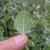 Underside of leaf