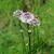 Marshallia graminifolia