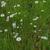 Marshallia graminifolia
