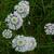 Marshallia graminifolia