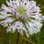 Marshallia graminifolia