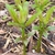 Emerging plant