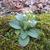 Saxifraga virginiensis