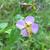Rhexia virginica