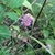 low-growing plant with pink inflorescences.
