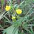 Stylosanthes biflora
