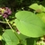 Heart-shaped opposite leaves & nodal clusters of dark red flower