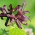 Close-up of the flowers with dark red strappy petals