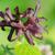 Matelea carolinensis
