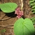 Heart-shaped opposite leaves & nodal clusters of dark red flower
