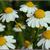 Matricaria recutita