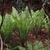 fern.