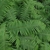 fronds.