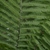 fronds.