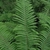 fronds.