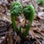 curled, emerging fronds.