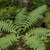 fern.