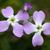 Matthiola incana
