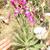 Matthiola incana