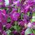 Matthiola incana