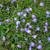 Mazus reptans flowers