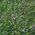 Mazus reptans form