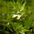 Leafy shoot bearing a yellow and white tubular flower.