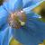 Close up of flower.
