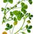 Botanical Illustration