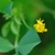 Yellow 2-lipped flower in a cluster
