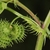 This shows the coiled nature of the fruit with burrs