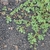 Plant spreading along the ground