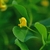 Yellow 2-lipped flower