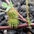 Reddish stem with fruits covered in burrs.