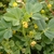 Compound leaves and small yellow 2-lipped flowers