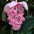 A pendulous cluster of pink flowers subtended by pink bracts