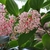 Clusters of pink flowers on pink branches
