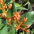 Clusters of orange flowers on orange branches