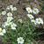 Melampodium leucanthum