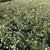 Full form in bloom