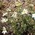 Melampodium leucanthum