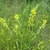 Leafy shoots with racemes of yellow legume flowers.