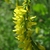 Racemes of yellow legume flowers