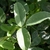 Trifoliolate leaf with obovate leaflets with denticulate margins