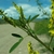 Shoot with ternate leaves & racemes of yellow legume flowers